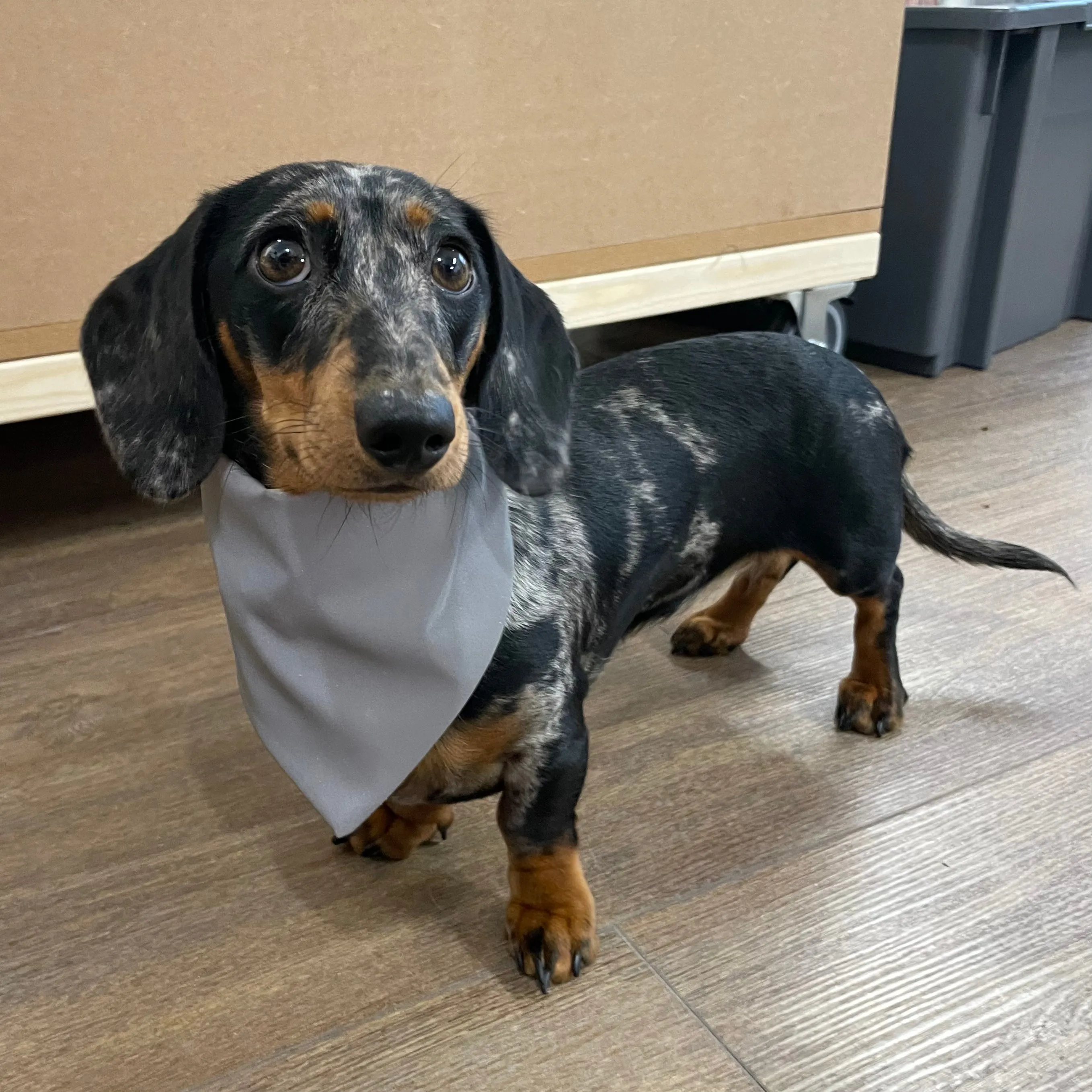 Doghouse Reflective Dog Bandanas